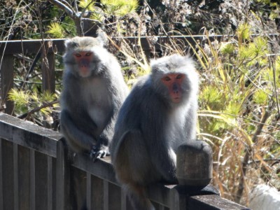 太平山獼猴出沒 提醒遊客勿餵食